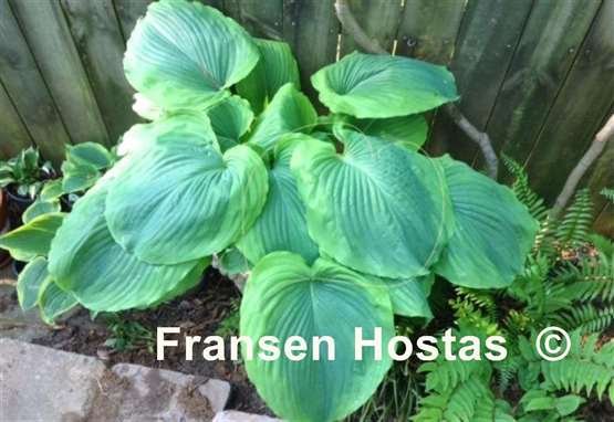 Hosta Wu Hoo